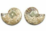 Cut & Polished Ammonite Fossil - Madagascar #377541-1